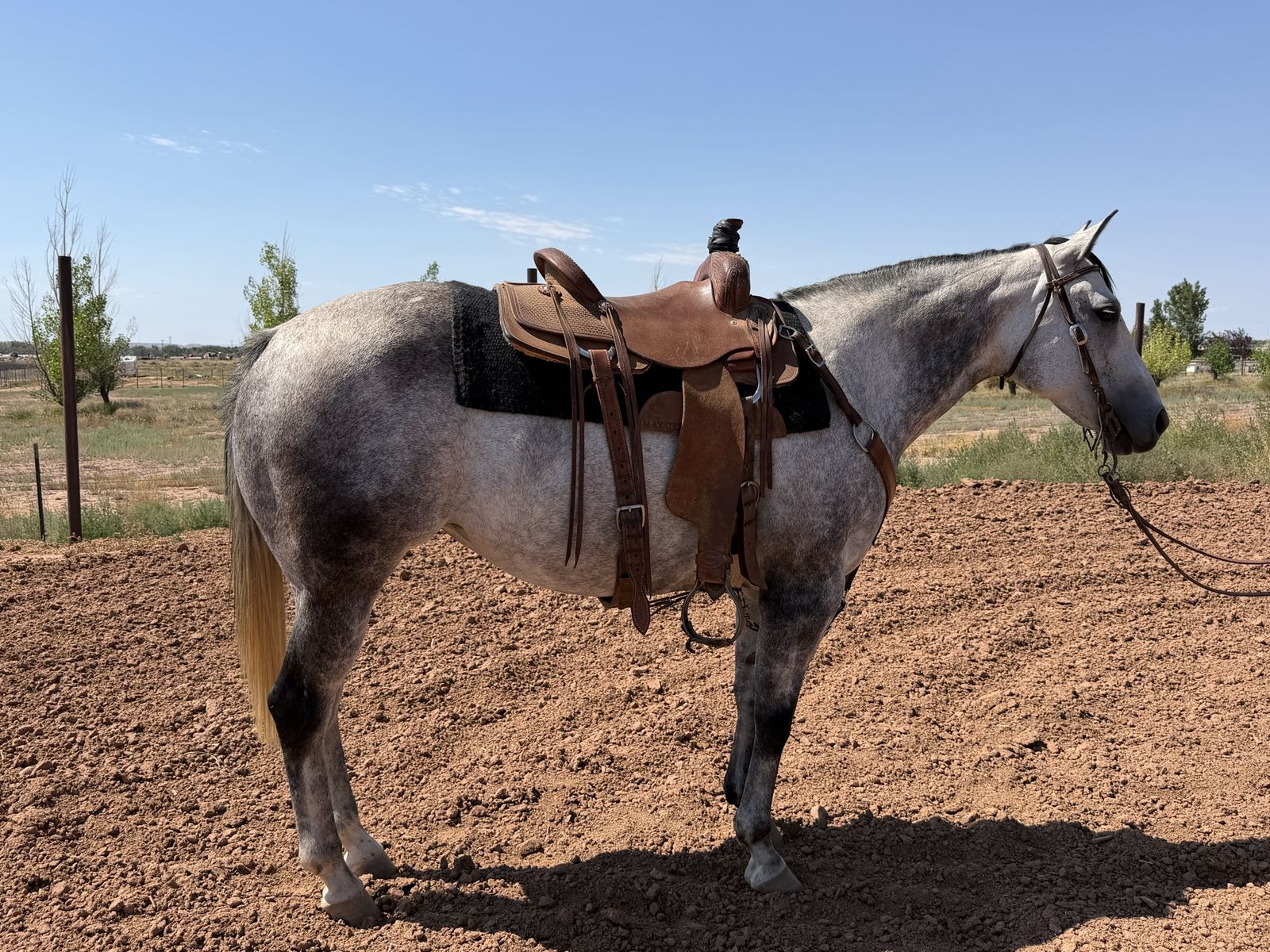 8 year old AQHA gray mare