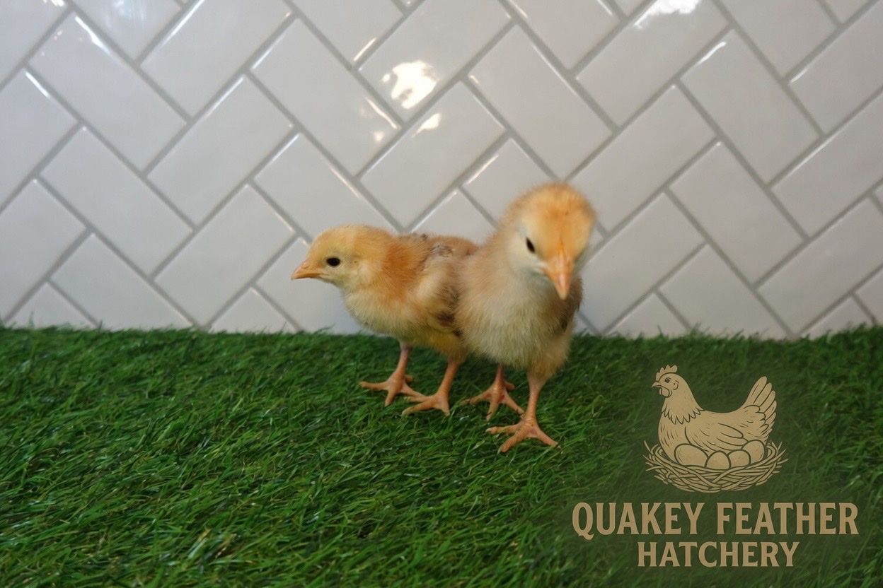 Rhode Island Red Chicks