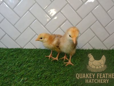 Rhode Island Red Chicks