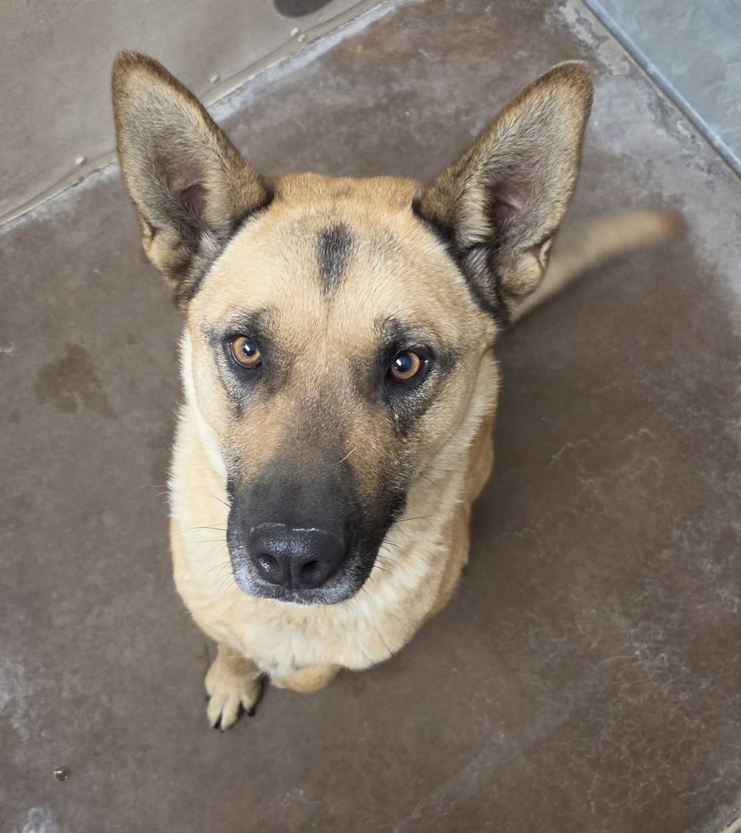 Found Dog: Help Us Reunite with Owner! Brigham City Animal Shelter