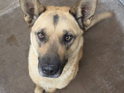 Found Dog: Help Us Reunite with Owner! Brigham City Animal Shelter