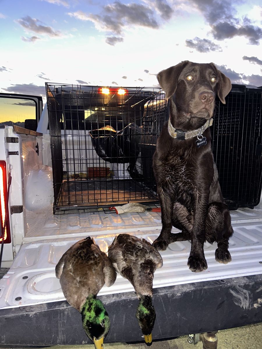 10 Month Old Chocolate Lab