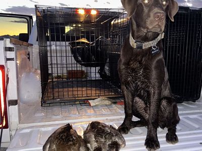 10 Month Old Chocolate Lab