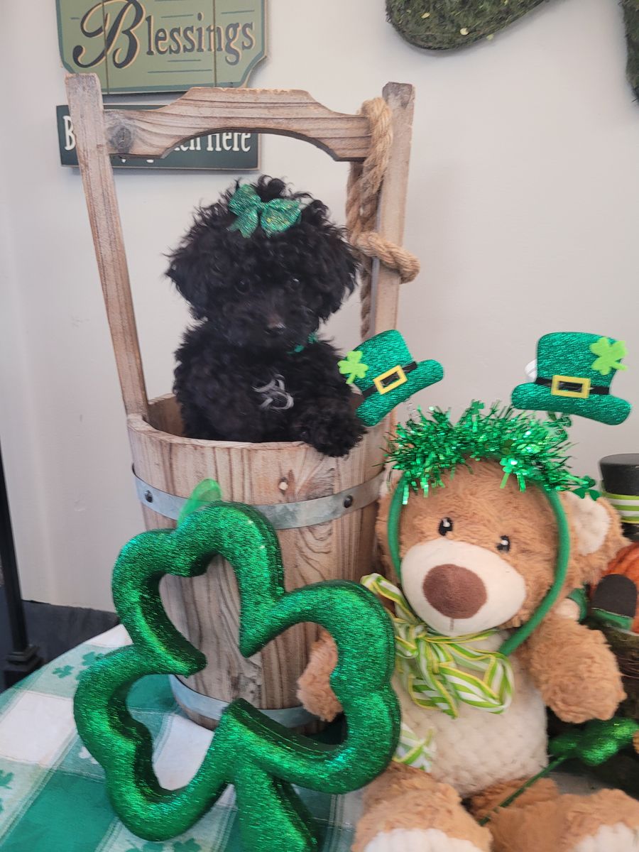 Micro Goldendoodle Puppy-$50 off through Friday!