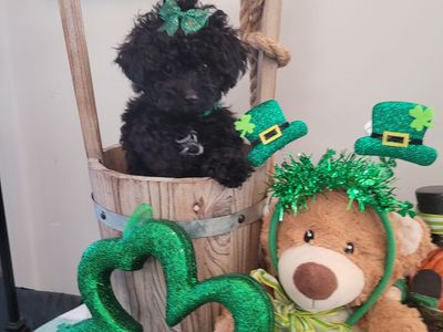 Micro Goldendoodle Puppy-$50 off through Friday!