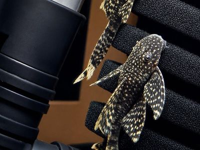 Assorted Pleco Fish for Aquarium - Bristlenose, Common, & Albino