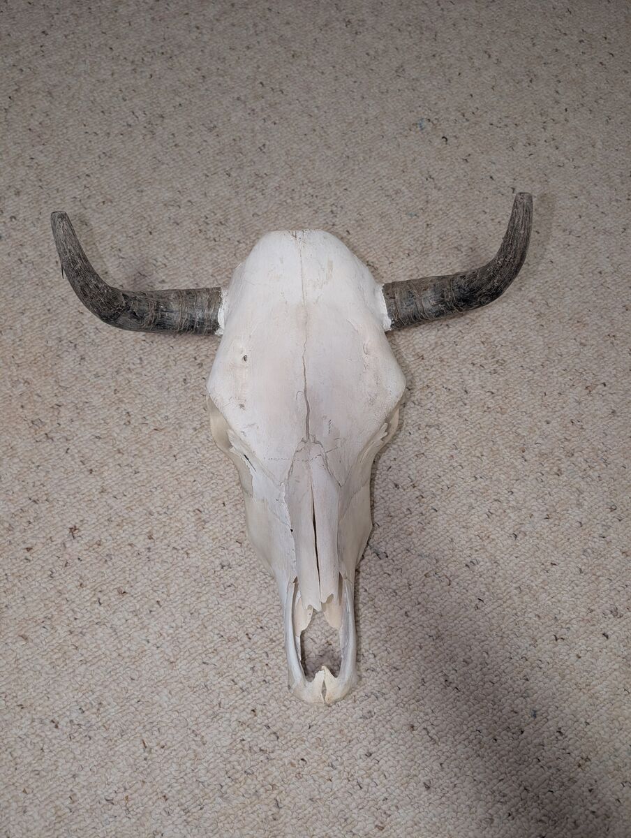 Cleaned Cow Skull