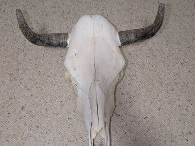 Cleaned Cow Skull
