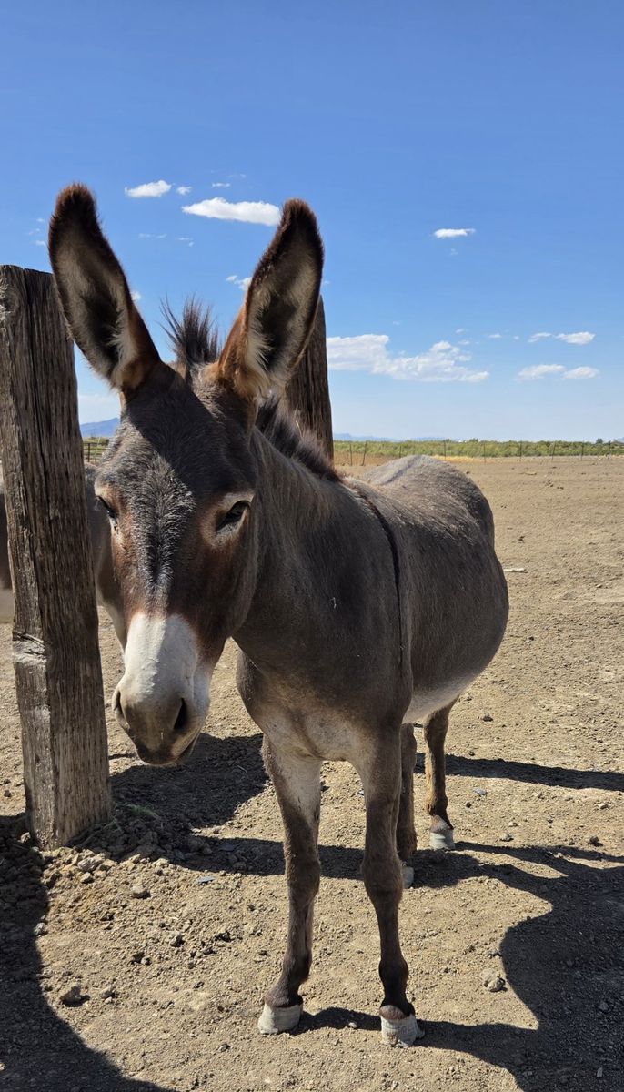 Burro (Jenny) 2 years old