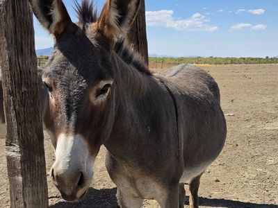 Burro (Jenny) 2 years old