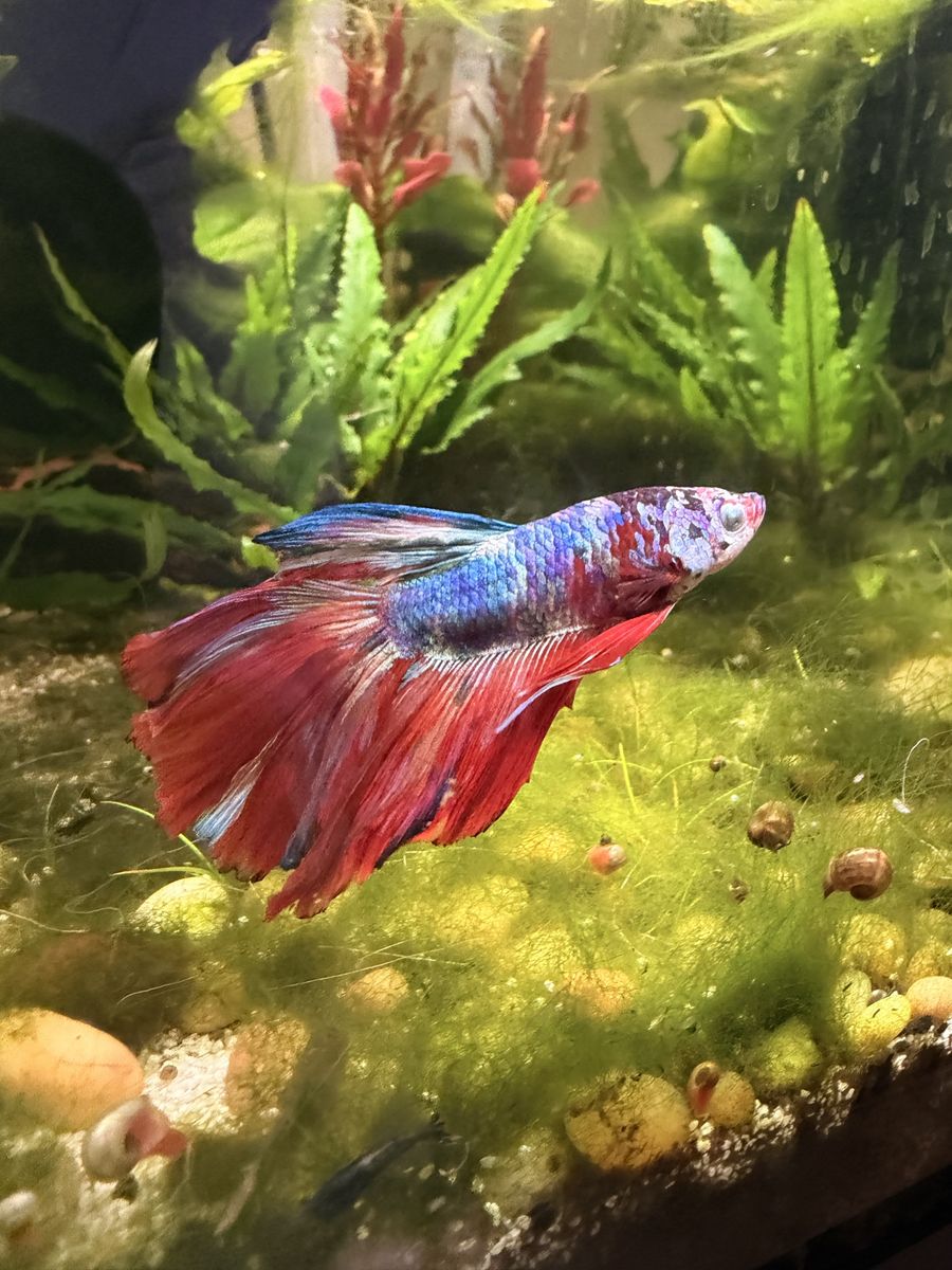 FREE Betta Fish-Rehome