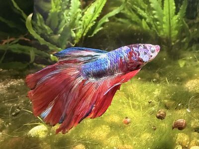FREE Betta Fish-Rehome