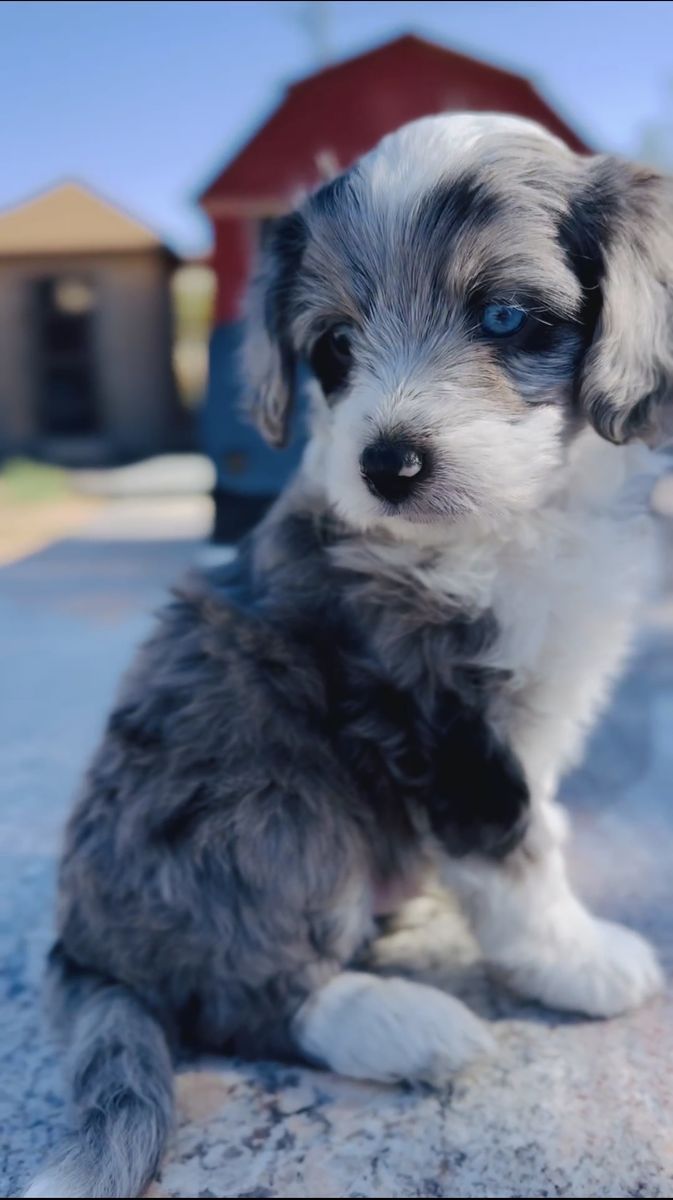 Mini Aussiedoodles