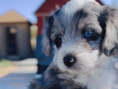 Mini Aussiedoodles