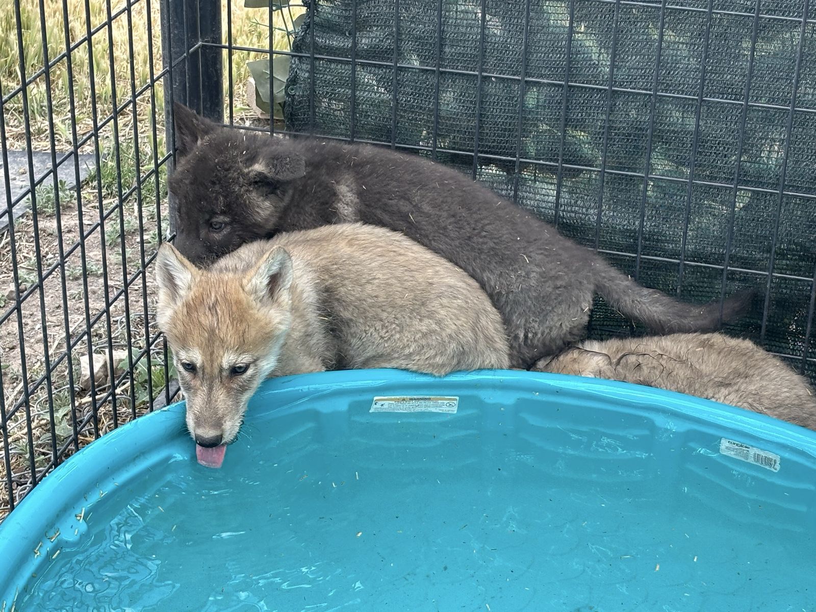 HC wolf
