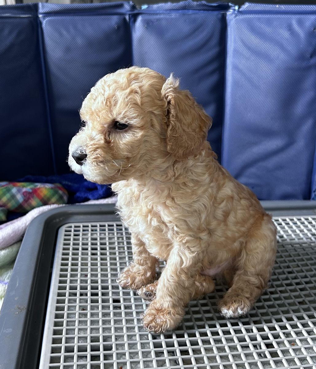 Adorable purebred poodle Puppy - Ready for a Loving Home!