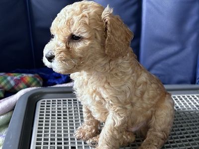 Adorable purebred poodle Puppy - Ready for a Loving Home!