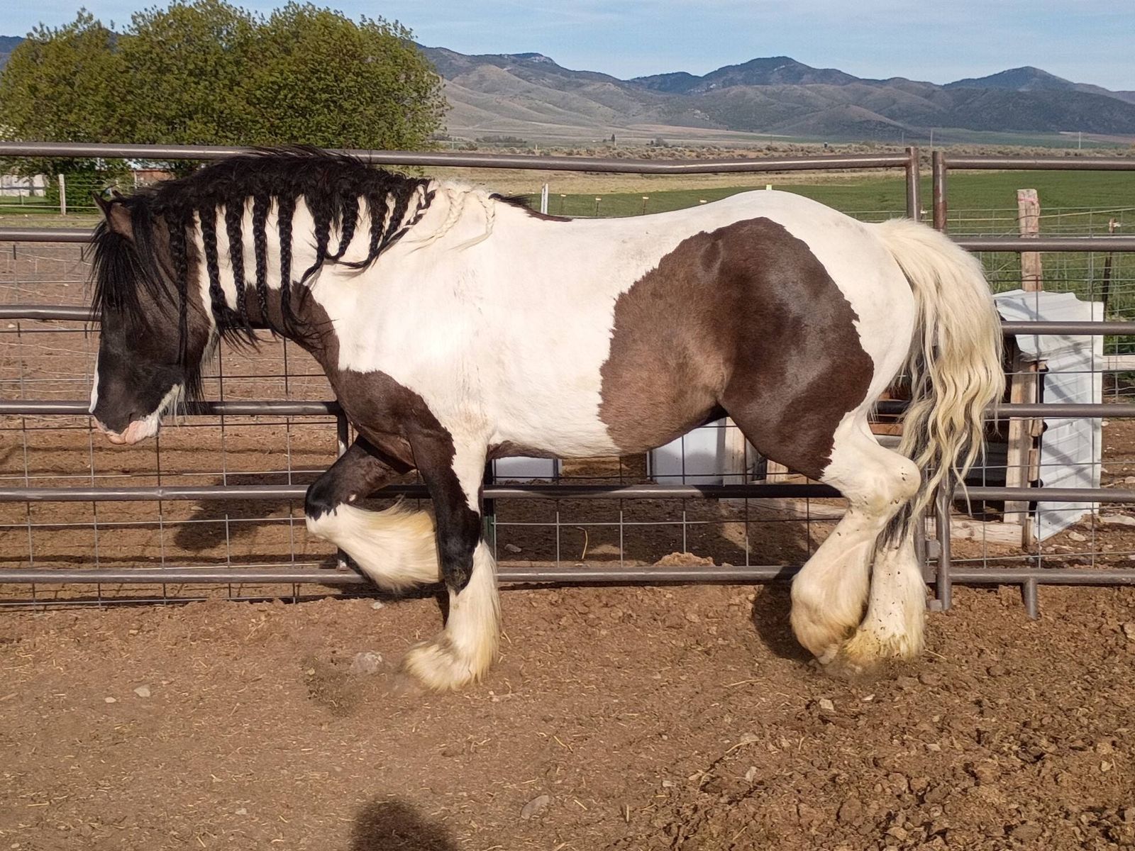 Grulla 3/4 Gypsy