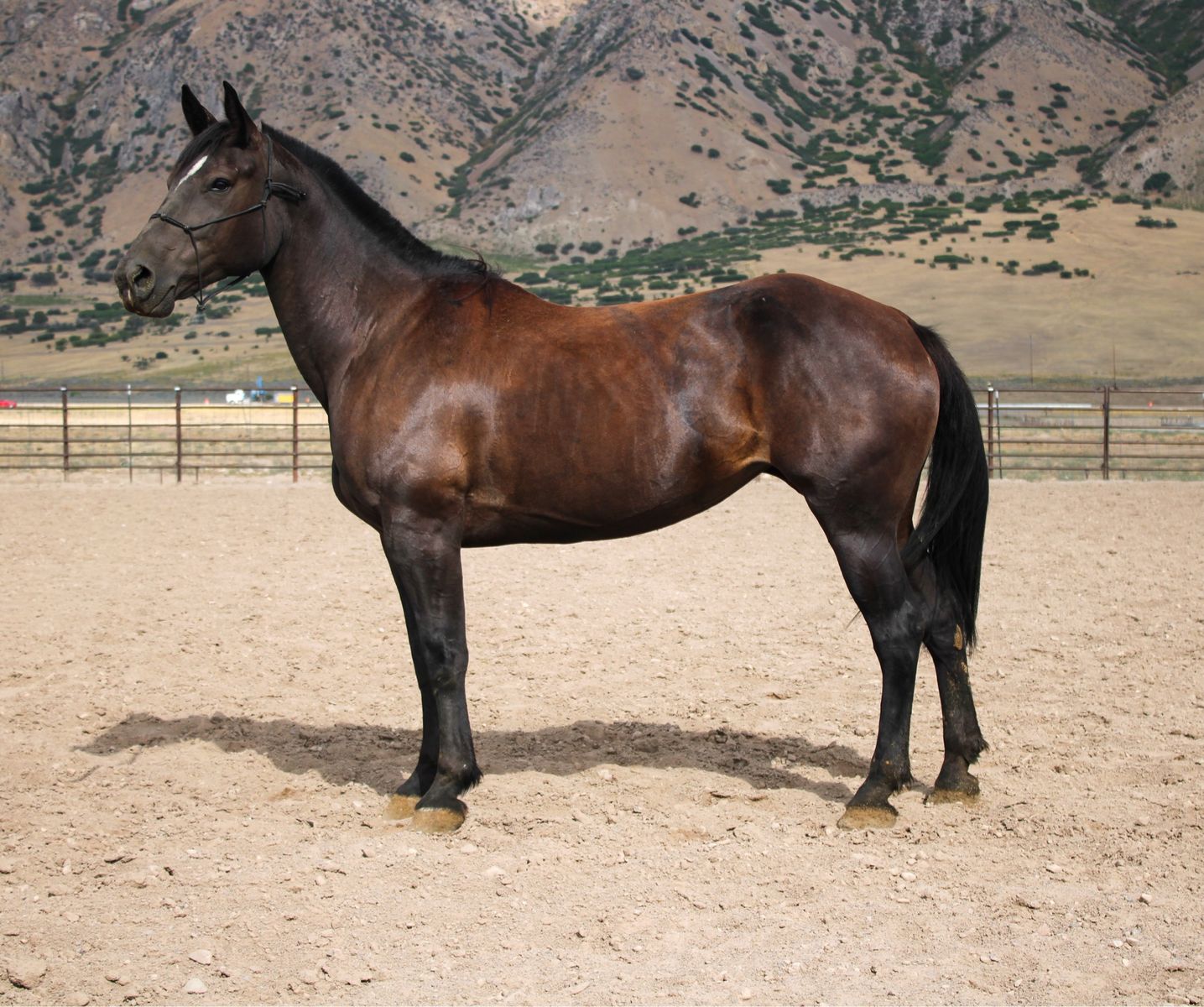 Horse
