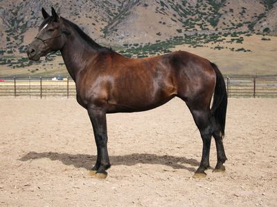 Horse