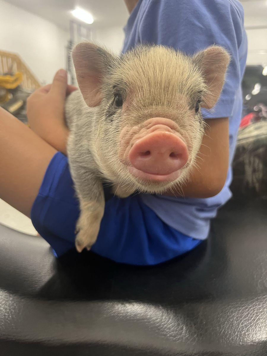 Micro Mini Juliana Piglets