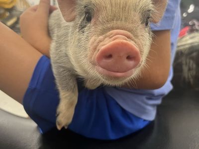 Micro Mini Juliana Piglets