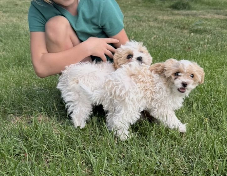 Shih-poo (Shih Tzu/mini Poodle)
