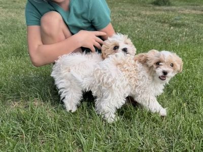 Shih-poo (Shih Tzu/mini Poodle)