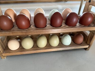 French Black copper maran chicks