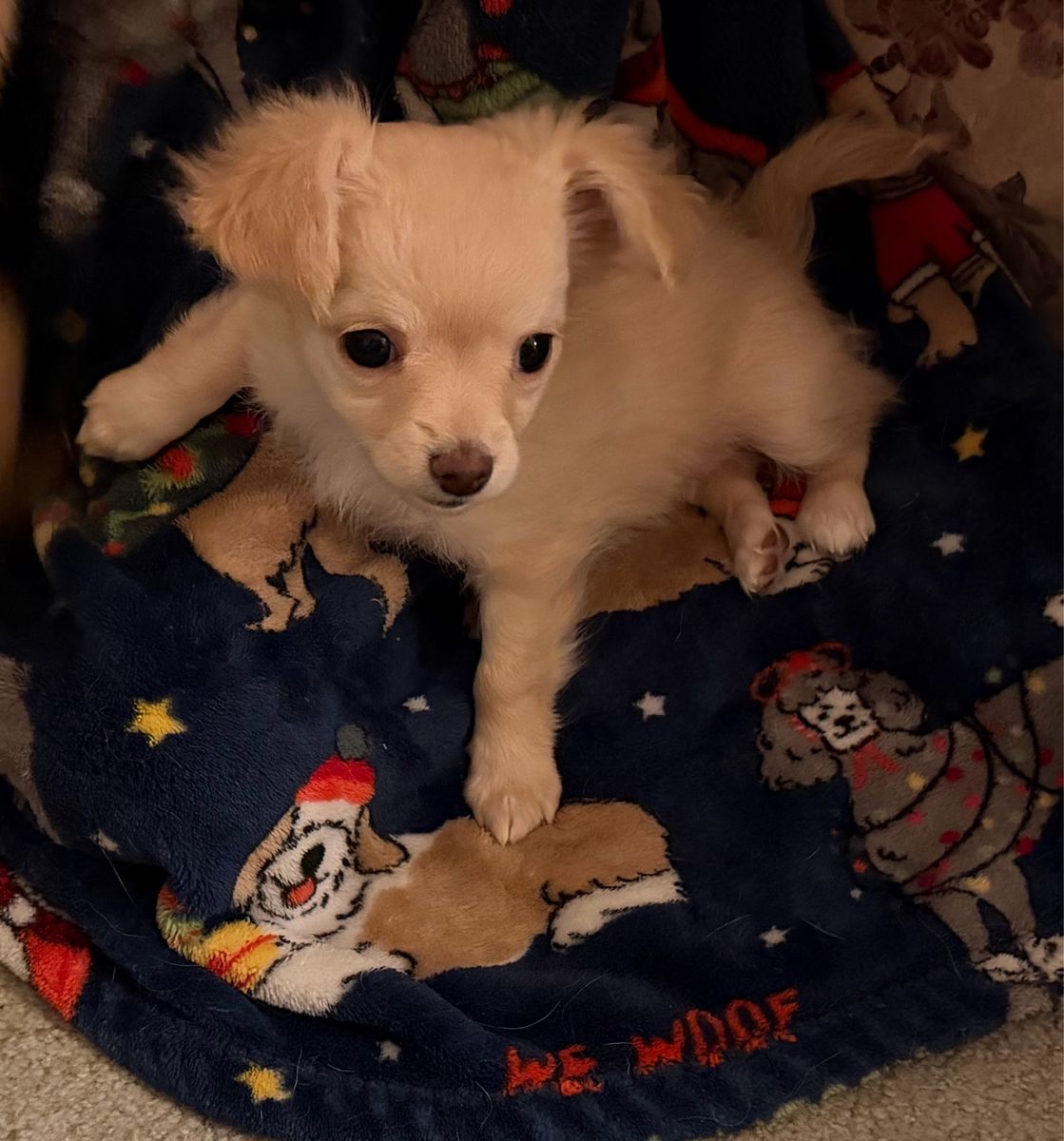 Adorable Chihuahua Puppies