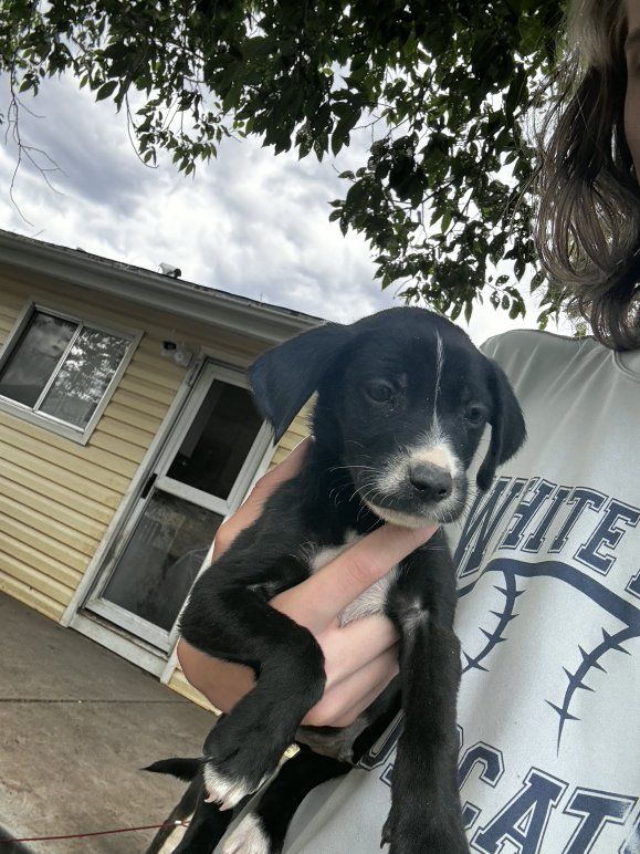 ***FREE PUPPIES****