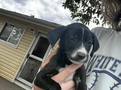 ***FREE PUPPIES****