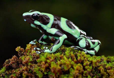 Dendrobates Auratus “Green & Black” Tadpoles