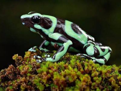 Dendrobates Auratus “Green & Black” Tadpoles