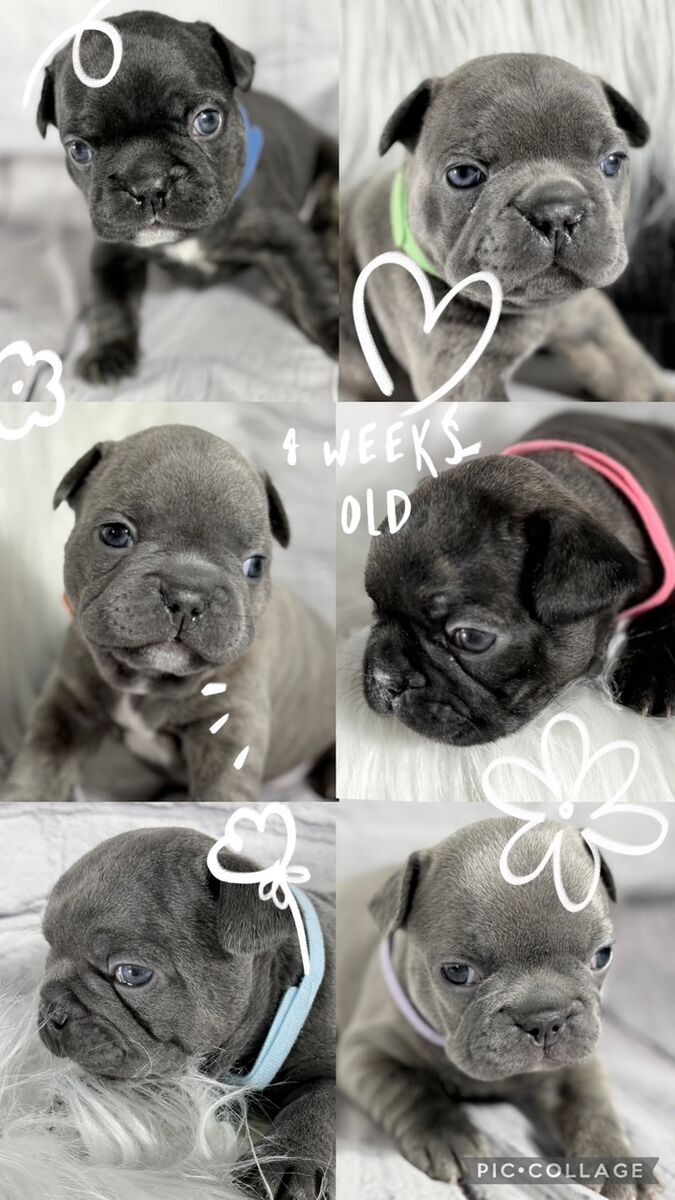 French Bulldog Puppies For Sale Lilac Blue Brindle