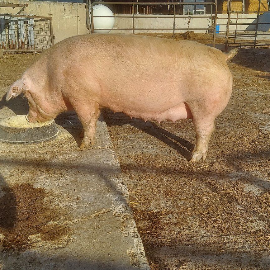 REGISTERED CHESTER WHITE GILT, PREGNANT.