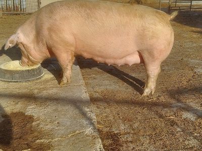 REGISTERED CHESTER WHITE GILT, PREGNANT.