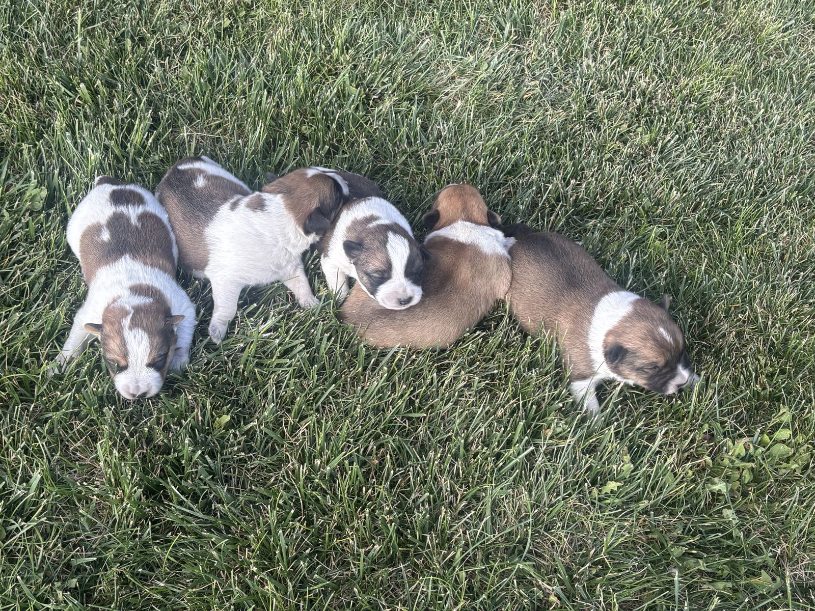 Heeler mix puppies