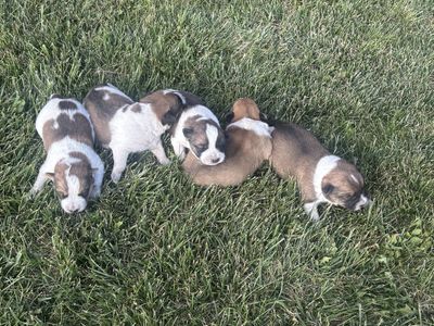 Heeler mix puppies