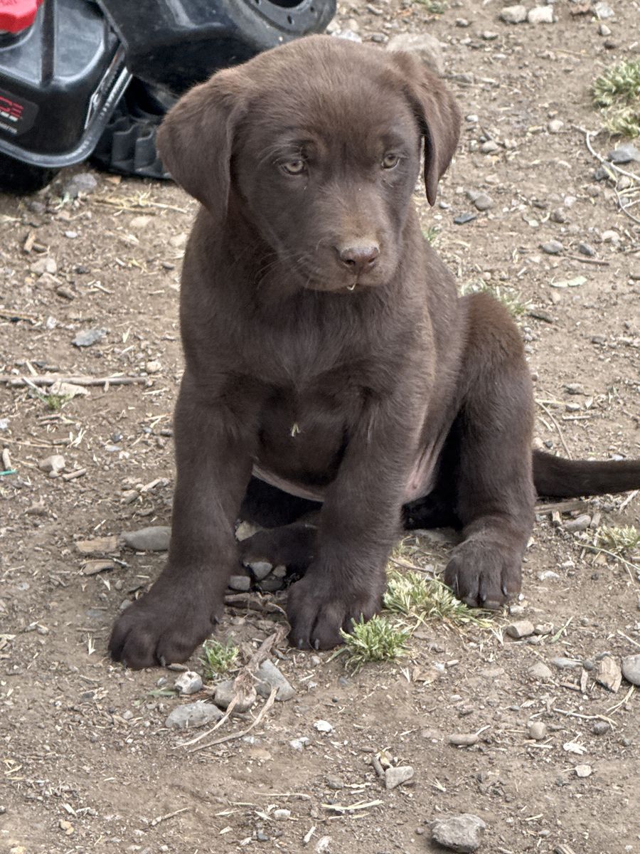Lab mix puppies
