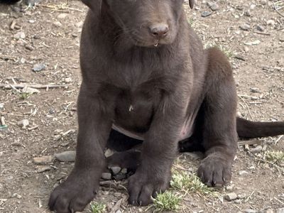 Lab mix puppies