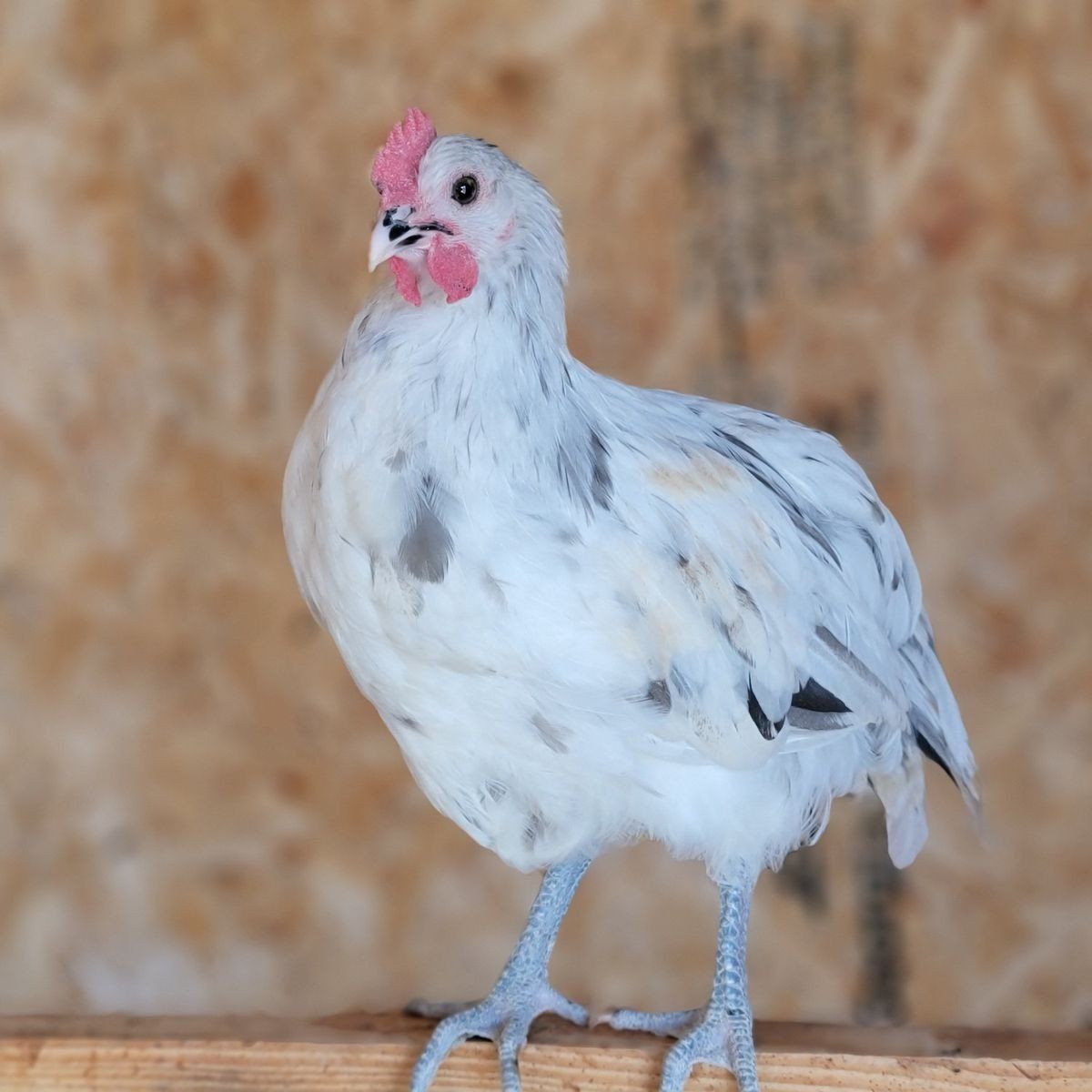 Speckled Olive Egger Young Roosters!