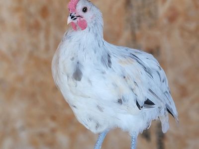 Speckled Olive Egger Young Roosters!