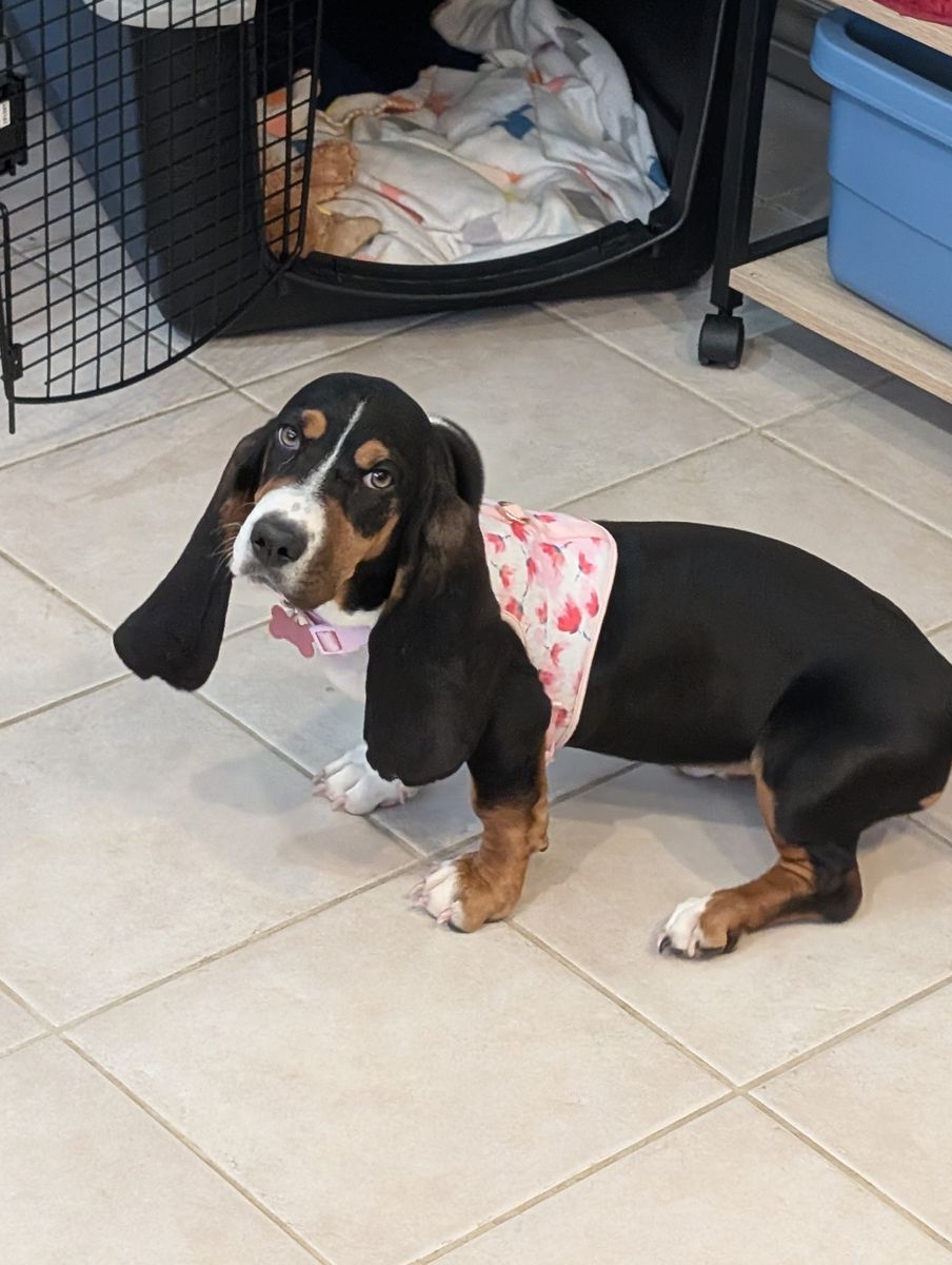Pure bred Female Bassett Hound puppy