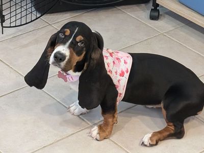 Pure bred Female Bassett Hound puppy