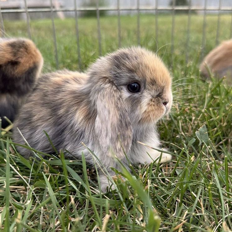Purebred Holland Lop