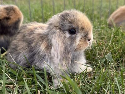 Purebred Holland Lop