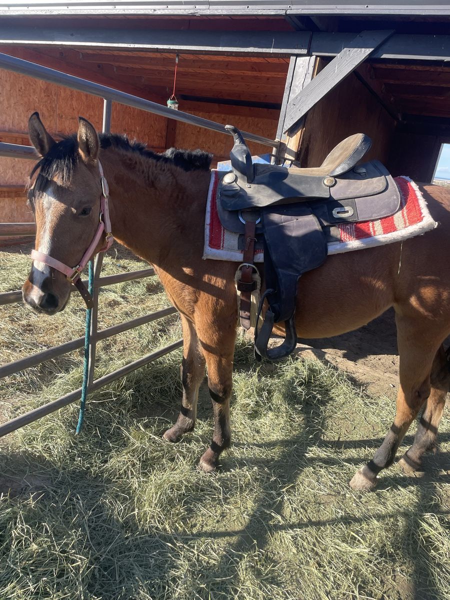 2 yo dunskin mare