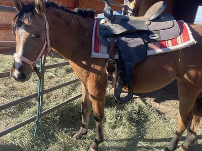 2 yo dunskin mare