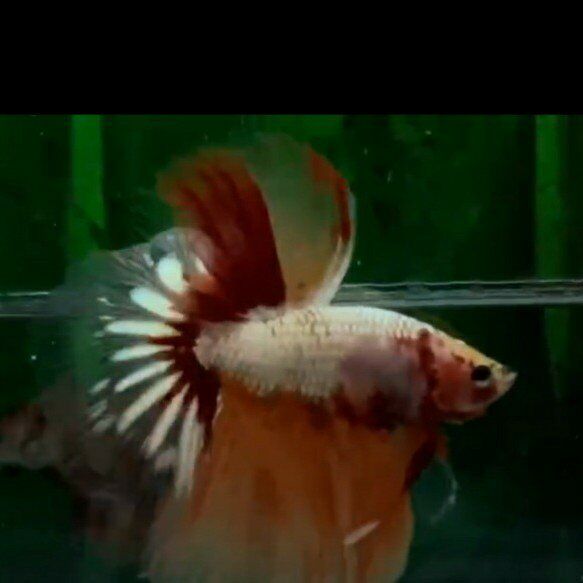 Import halfmoon Betta